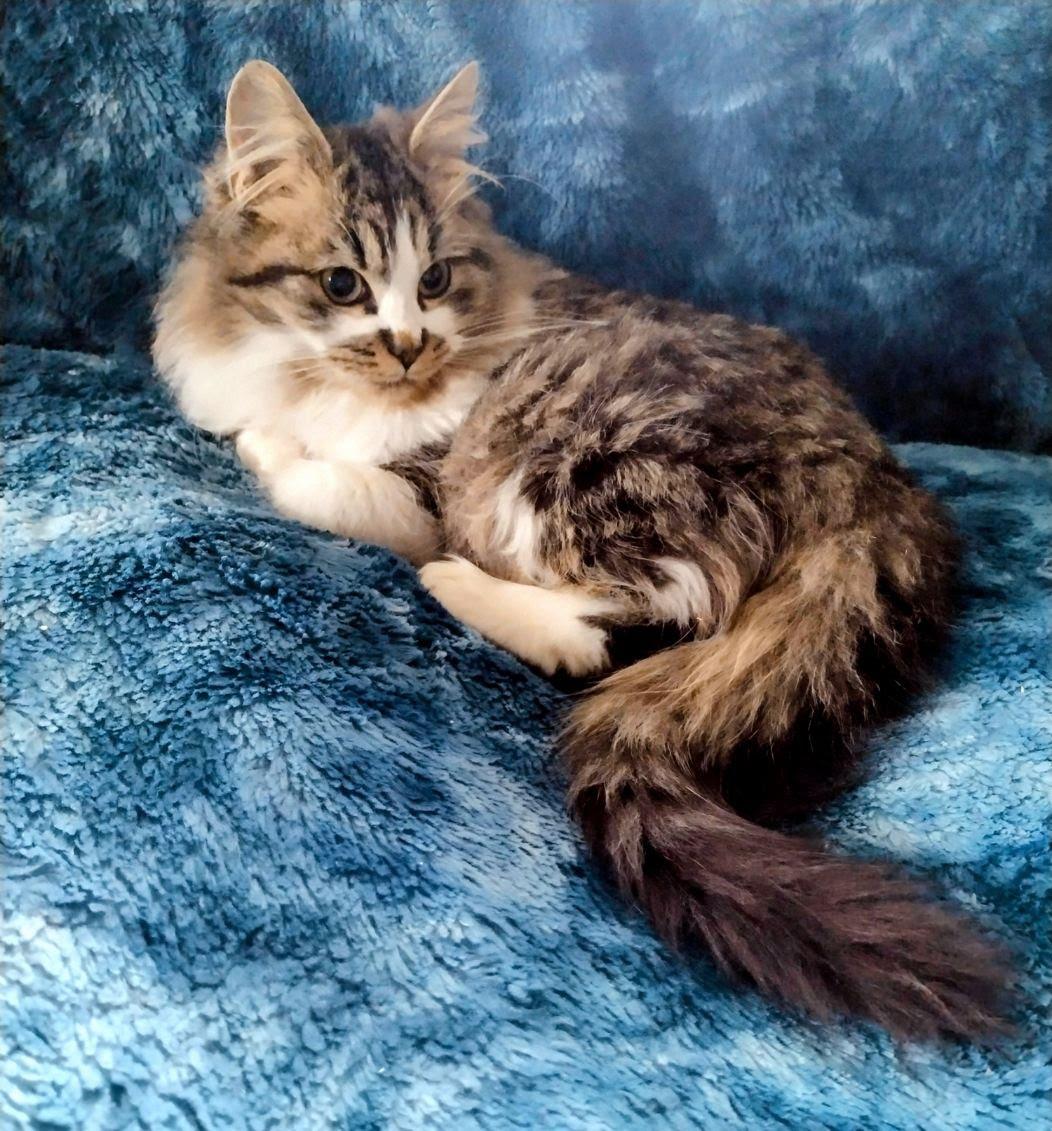 Enlarge Muffin (LF), an adopted Domestic Long Hair in Huddleston, VA image 5/5