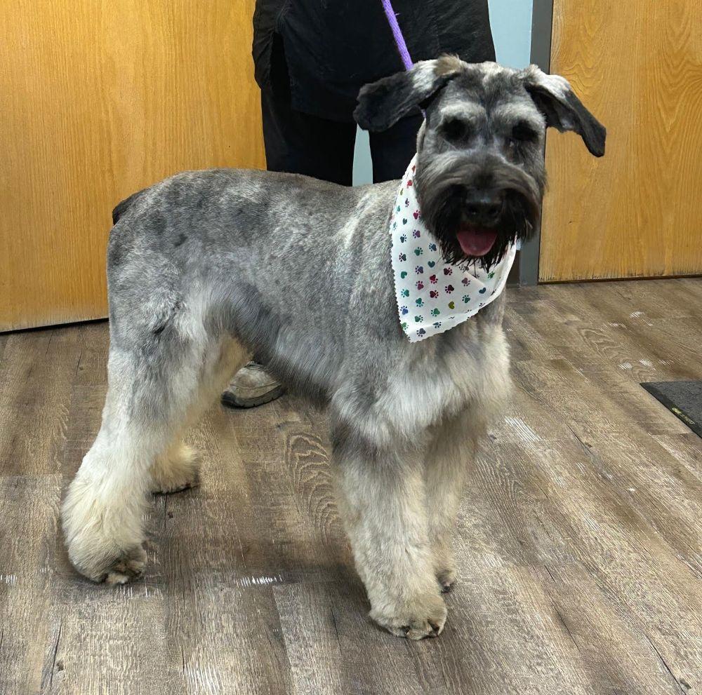 Enlarge Gretchen, a ADOPTABLE Giant Schnauzer in Barrington, IL image 5/6