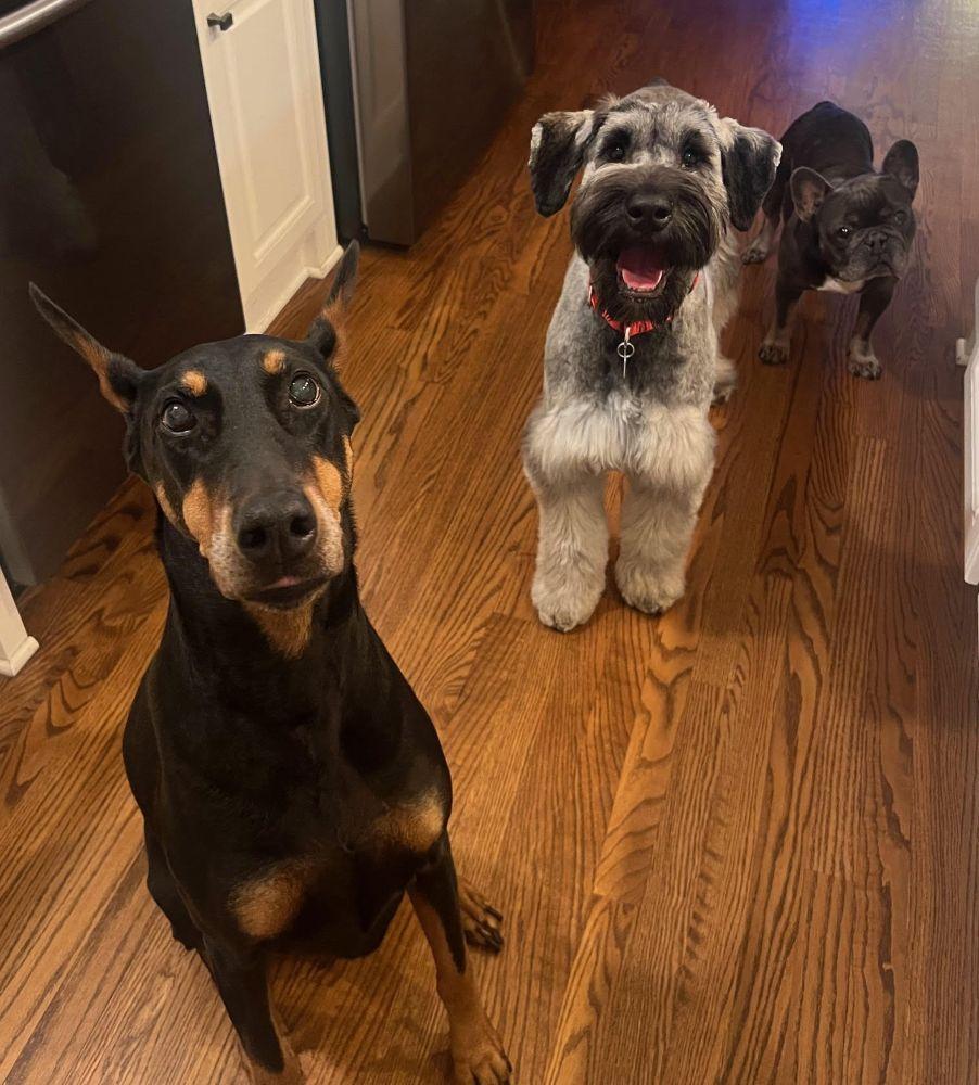 Enlarge Gretchen, a ADOPTABLE Giant Schnauzer in Barrington, IL image 4/6