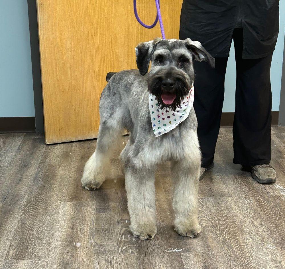 Enlarge Gretchen, a ADOPTABLE Giant Schnauzer in Barrington, IL image 2/6