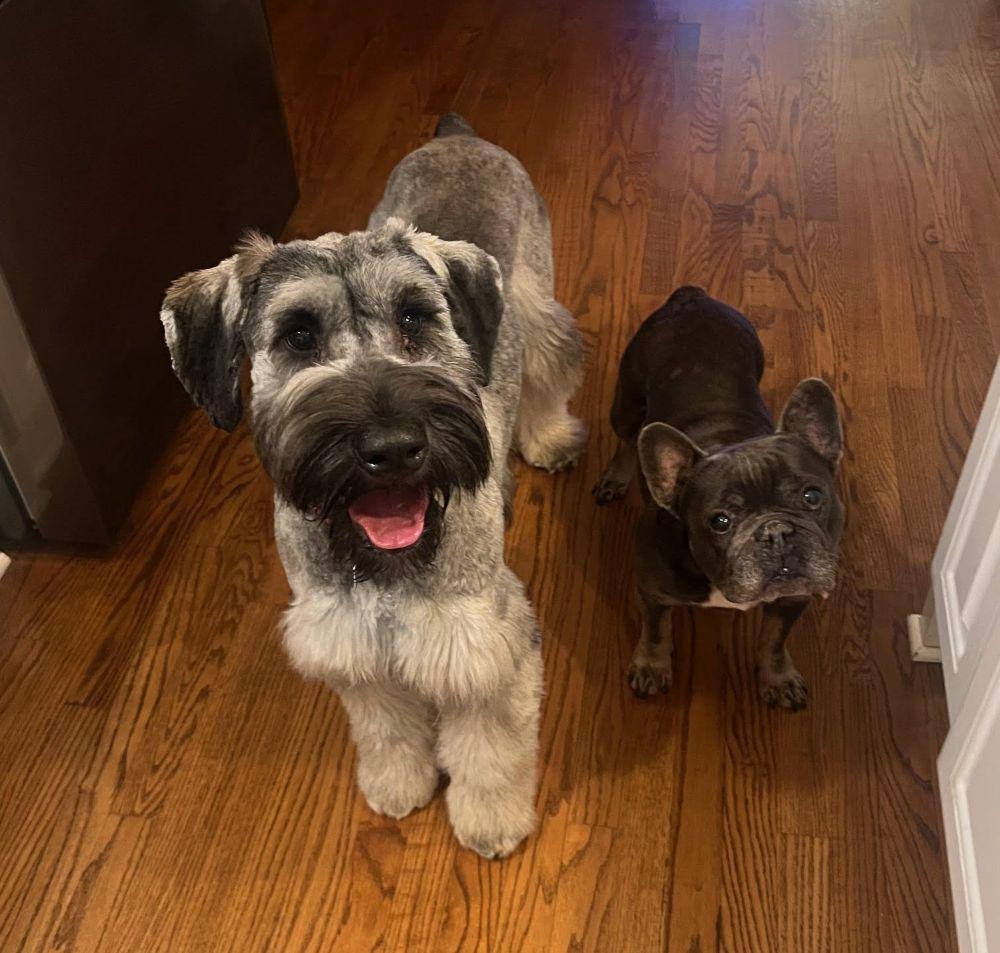 Enlarge Gretchen, a ADOPTABLE Giant Schnauzer in Barrington, IL image 3/6