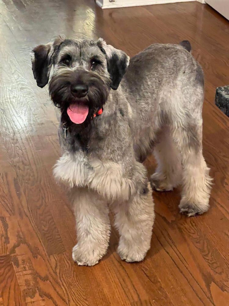 Gretchen, ADOPTABLE, Puppy Female Giant Schnauzer.