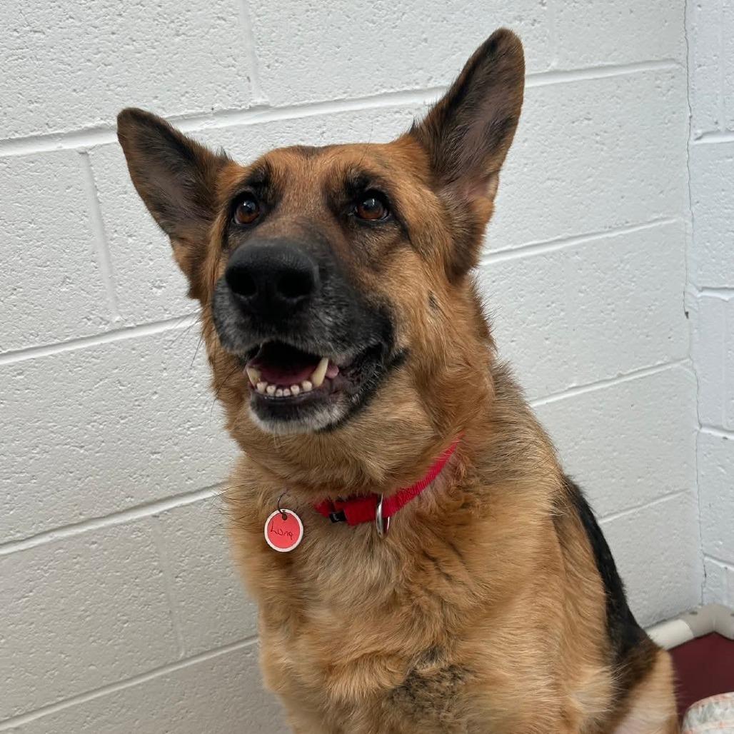 Luna (26-038), a Adoptable German Shepherd Dog in New Ringgold, PA image 1/6