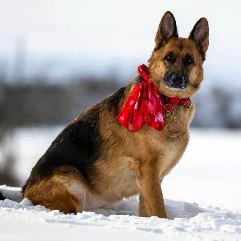 Luna (26-038), a Adoptable German Shepherd Dog in New Ringgold, PA image 2/6