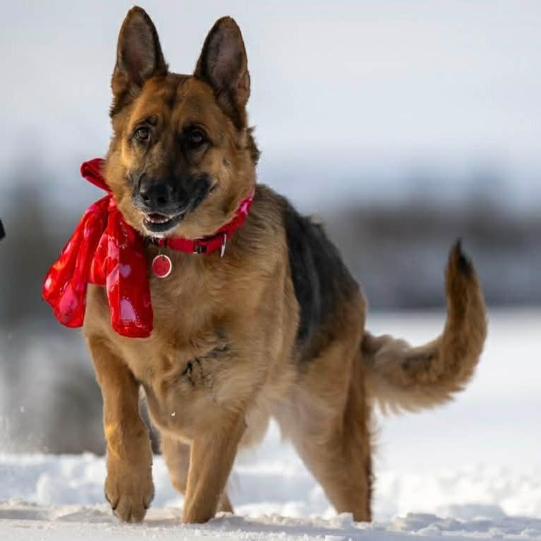 Luna (26-038), a Adoptable German Shepherd Dog in New Ringgold, PA image 3/6