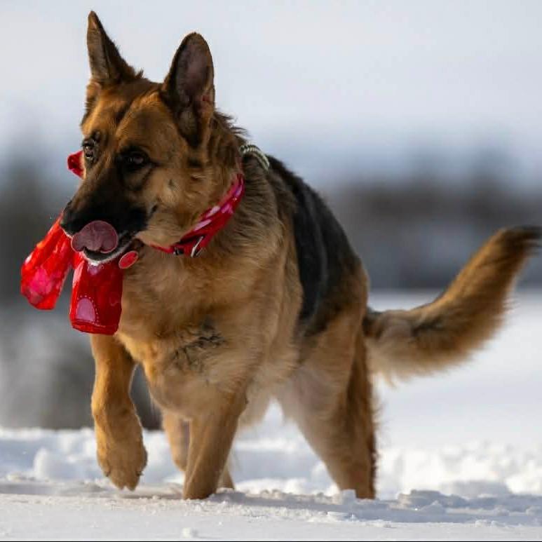 Luna (26-038), a Adoptable German Shepherd Dog in New Ringgold, PA image 4/6