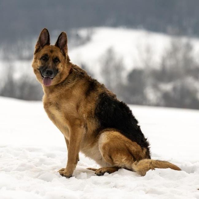Luna (26-038), a Adoptable German Shepherd Dog in New Ringgold, PA image 6/6