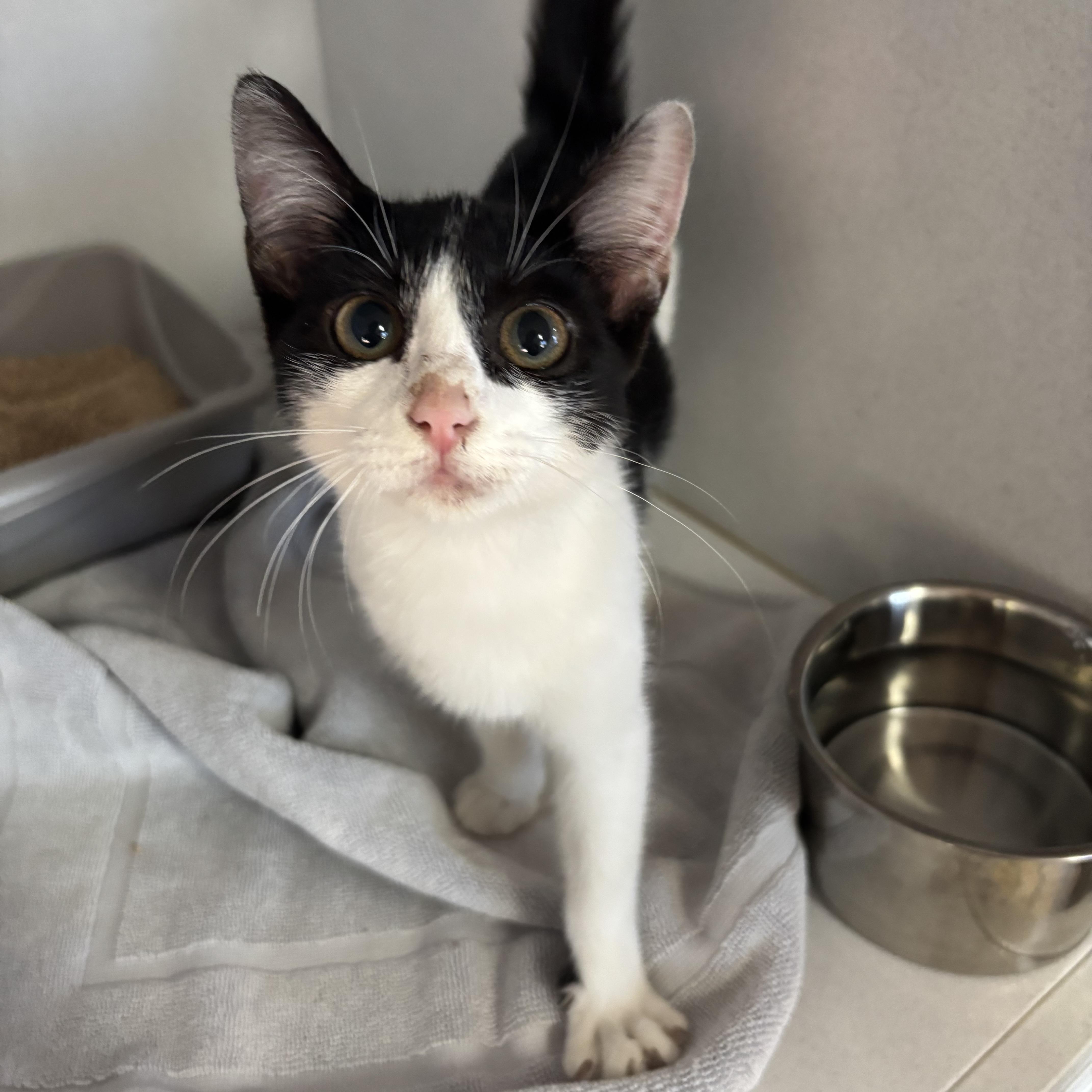 Kumquat, Adoptable, Kitten Female Tuxedo & Domestic Short Hair.