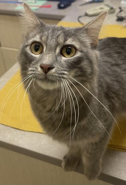 Neicey, Adoptable, Adult Female Domestic Medium Hair & Domestic Short Hair.