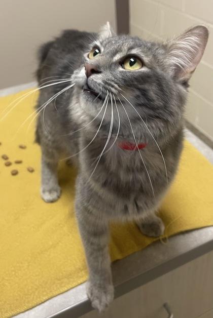 Neicey, a Adoptable mixed breed in Roseville, MI image 2/3