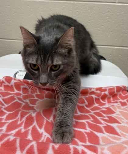 Neicey, a Adoptable mixed breed in Roseville, MI image 3/3