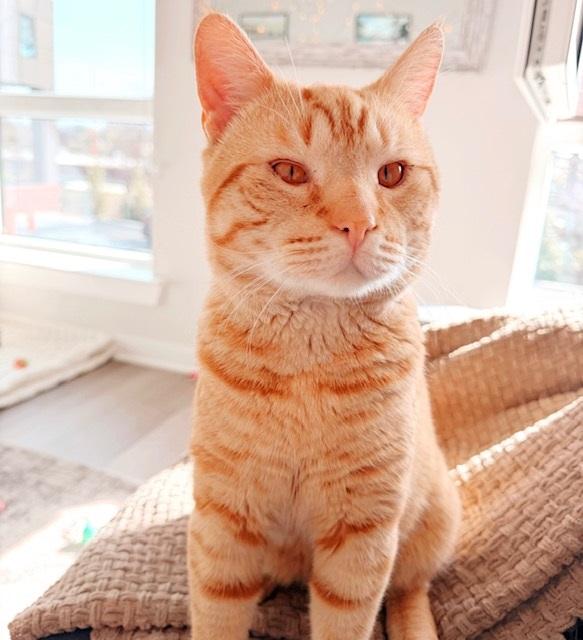 Enlarge Bubba, an adopted Tabby in Philadelphia, PA image 4/6
