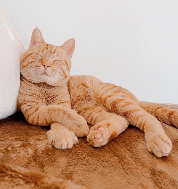 Enlarge Bubba, an adopted Tabby in Philadelphia, PA image 2/6