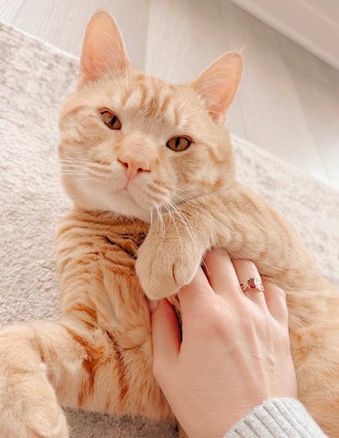 Enlarge Bubba, an adopted Tabby in Philadelphia, PA image 1/6