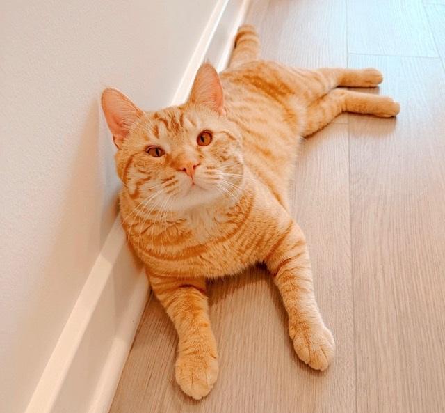 Enlarge Bubba, an adopted Tabby in Philadelphia, PA image 6/6