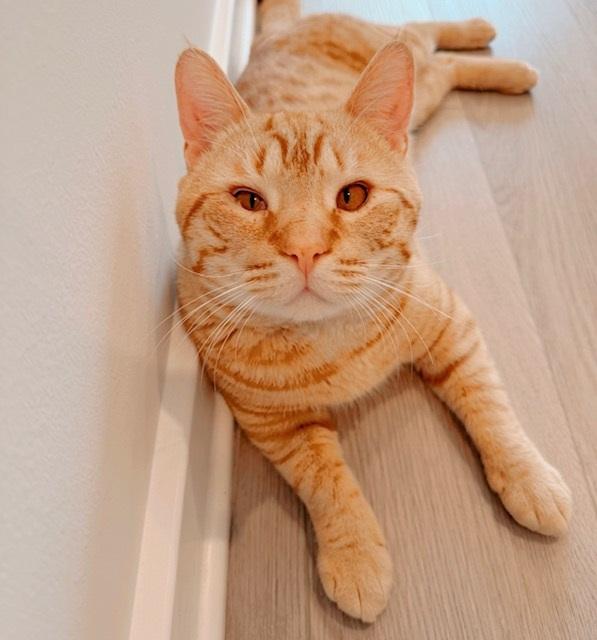 Enlarge Bubba, an adopted Tabby in Philadelphia, PA image 5/6