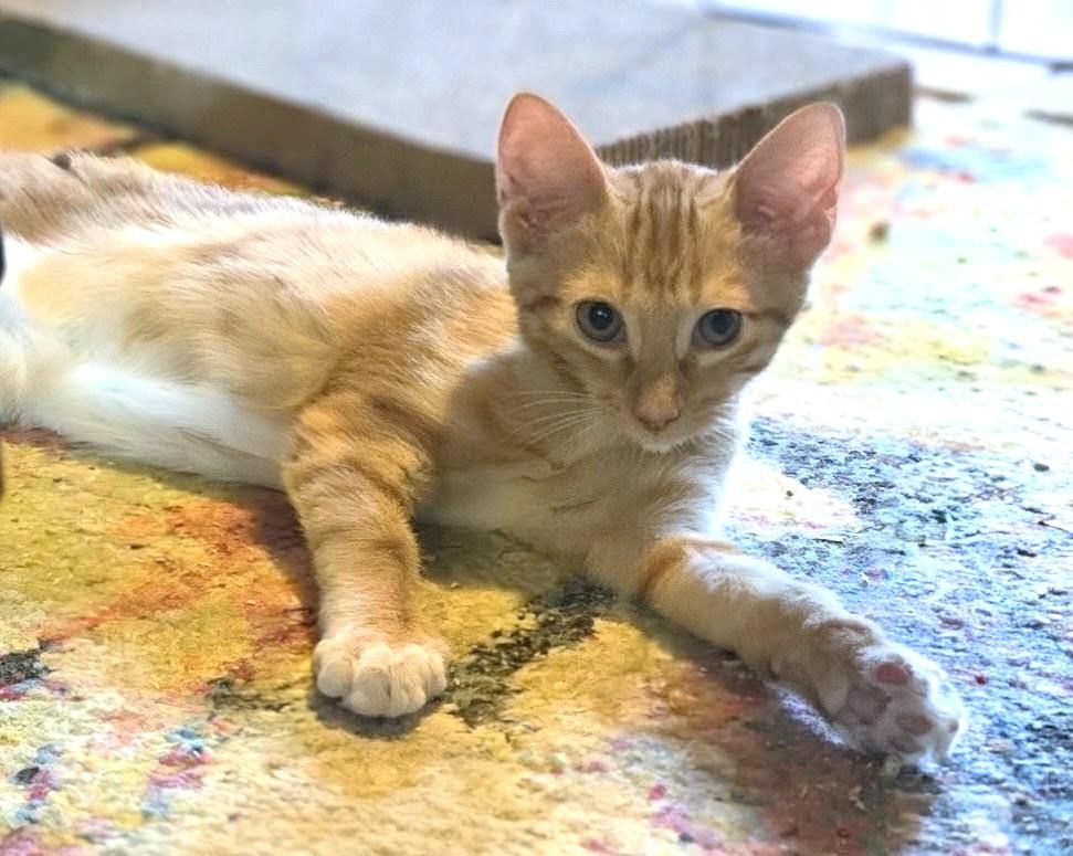 Sam, ADOPTABLE, Kitten Male American Shorthair.