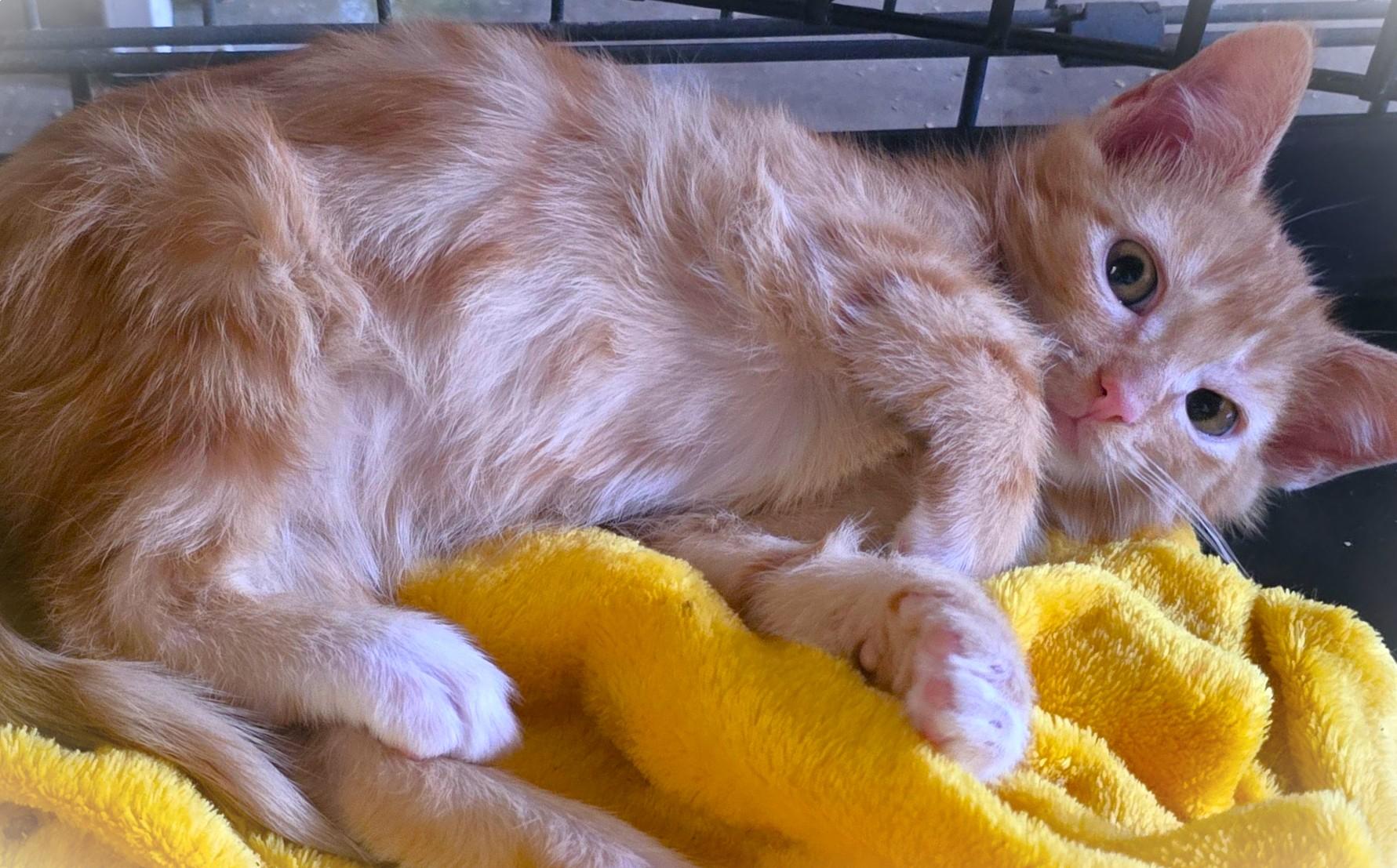 Sam, a ADOPTABLE American Shorthair in San Diego, CA image 2/3