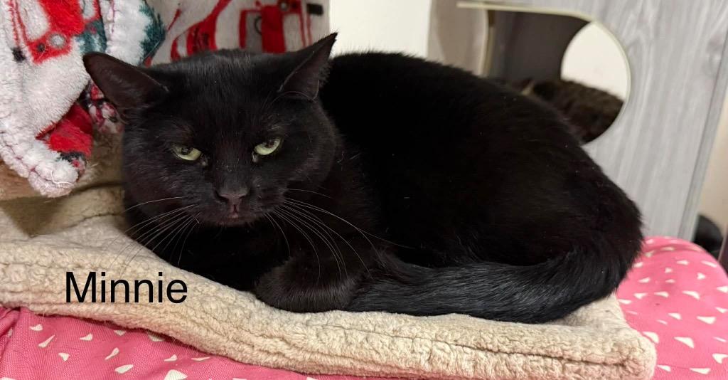 Minnie, Adoptable, Adult Female Domestic Short Hair.