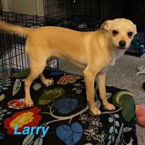 Enlarge Larry, a Adoptable mixed breed in Antioch, CA image 5/6