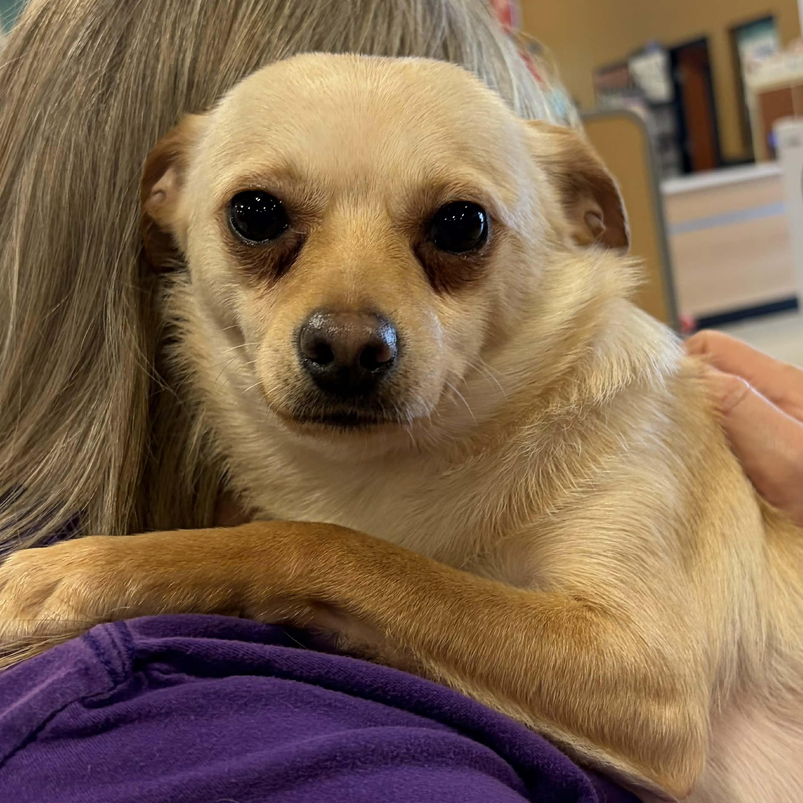 Enlarge Larry, a Adoptable mixed breed in Antioch, CA image 6/6