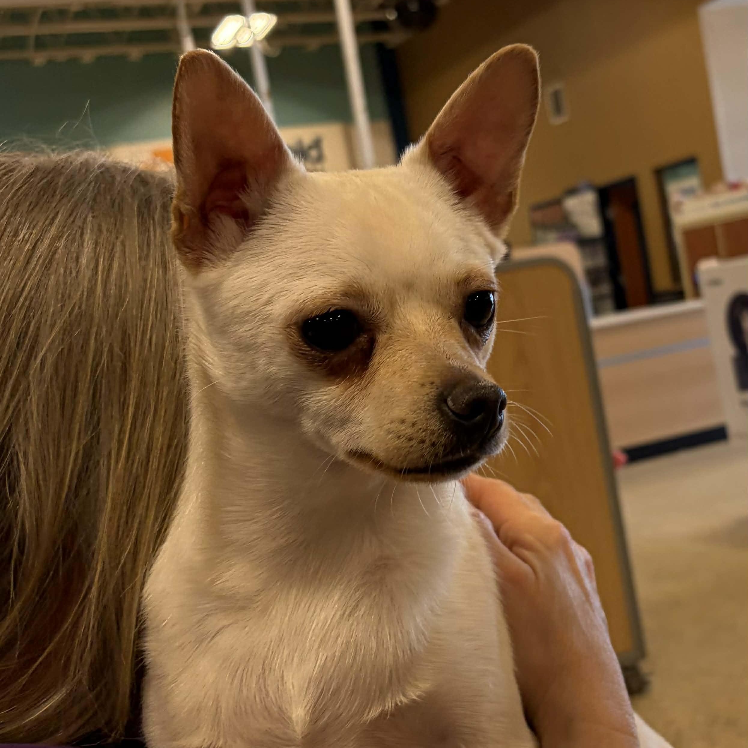 Larry, Adoptable, Young Male Terrier.