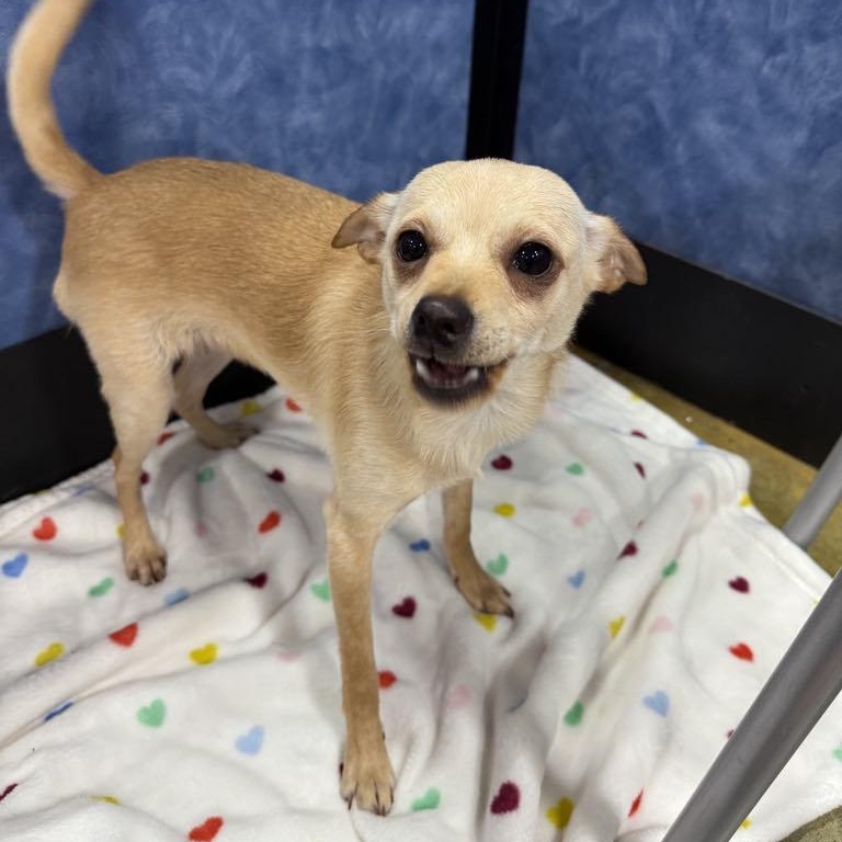 Enlarge Larry, a Adoptable mixed breed in Antioch, CA image 3/6