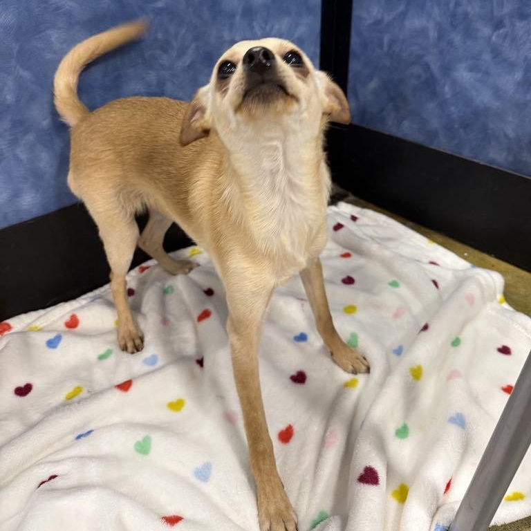 Enlarge Larry, a Adoptable mixed breed in Antioch, CA image 4/6