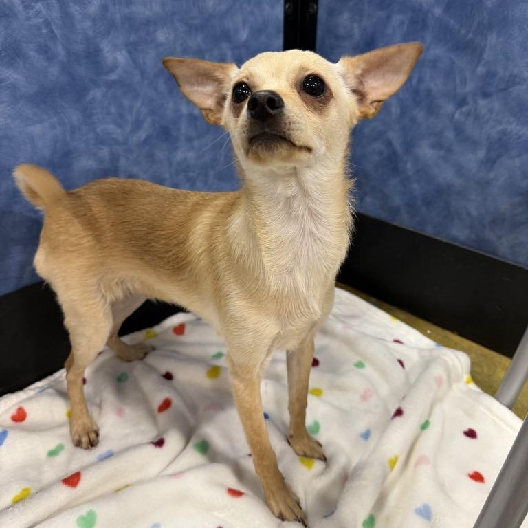 Enlarge Larry, a Adoptable mixed breed in Antioch, CA image 2/6