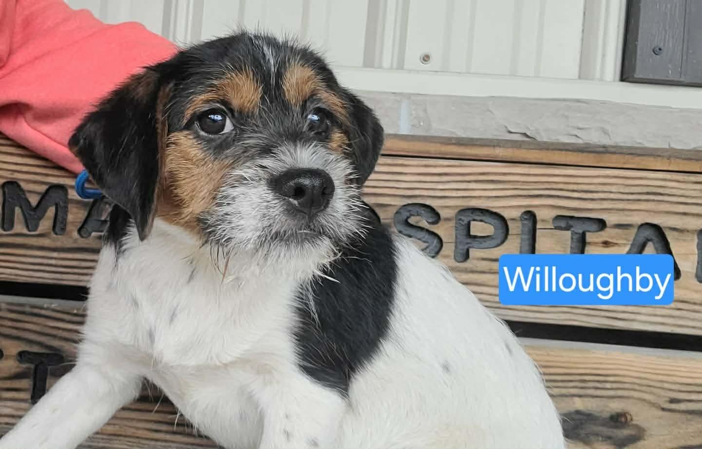 Enlarge Willoughby, an adopted mixed breed in St. Clairsville, OH image 1/1