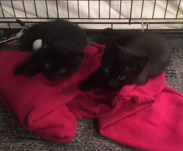 Bonnie bonded Julio, Adoptable, Adult Female Domestic Short Hair.