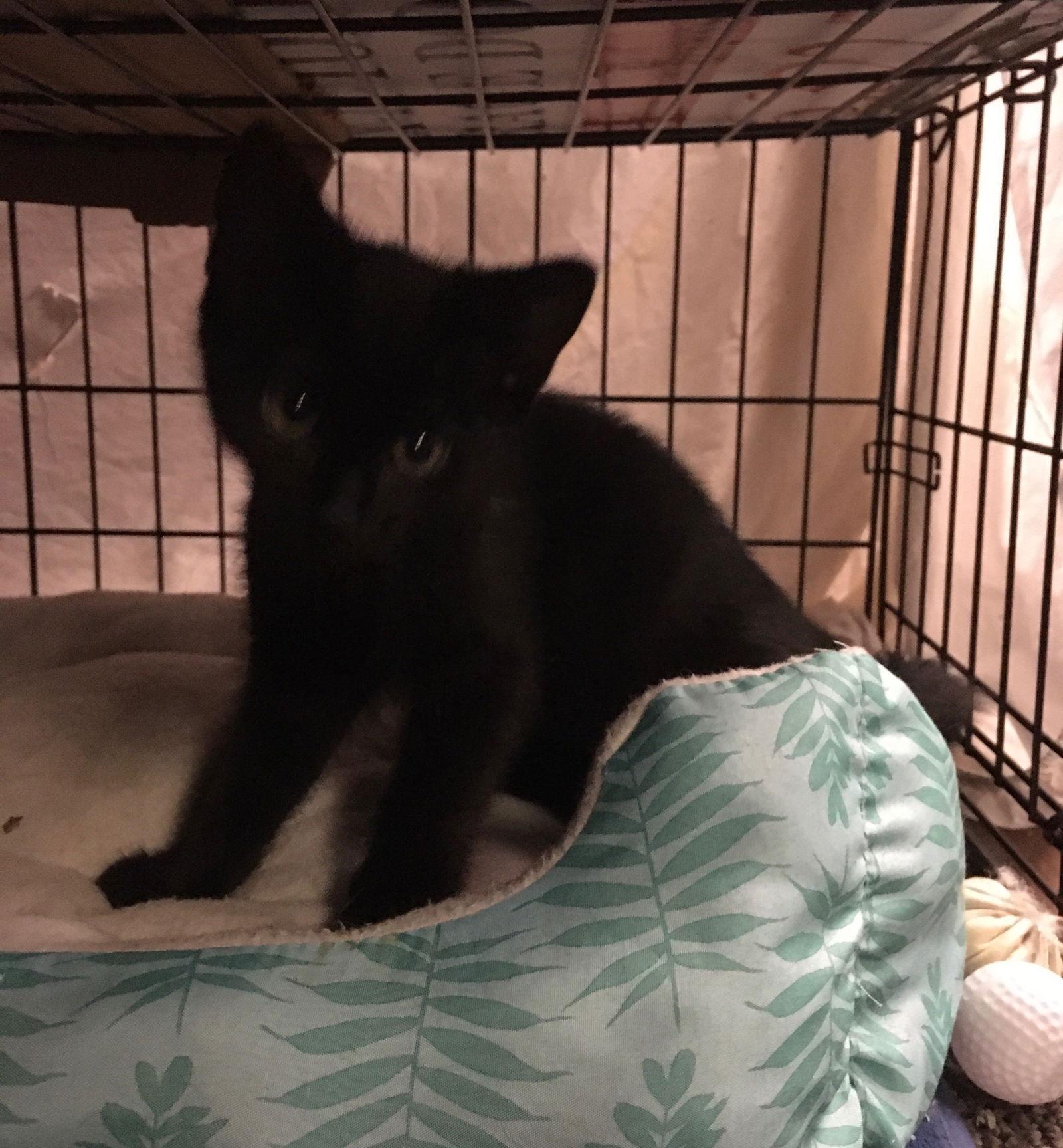 Enlarge Bonnie bonded Julio, a Adoptable Domestic Short Hair in Macedonia, OH image 2/3