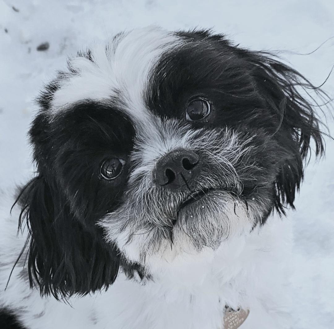 ROCKY, Adoptable, Young Male Shih Tzu.