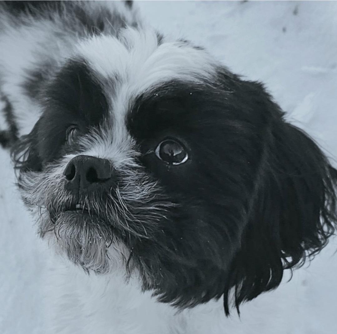 ROCKY, a Adoptable Shih Tzu in Fenton, MI image 4/6