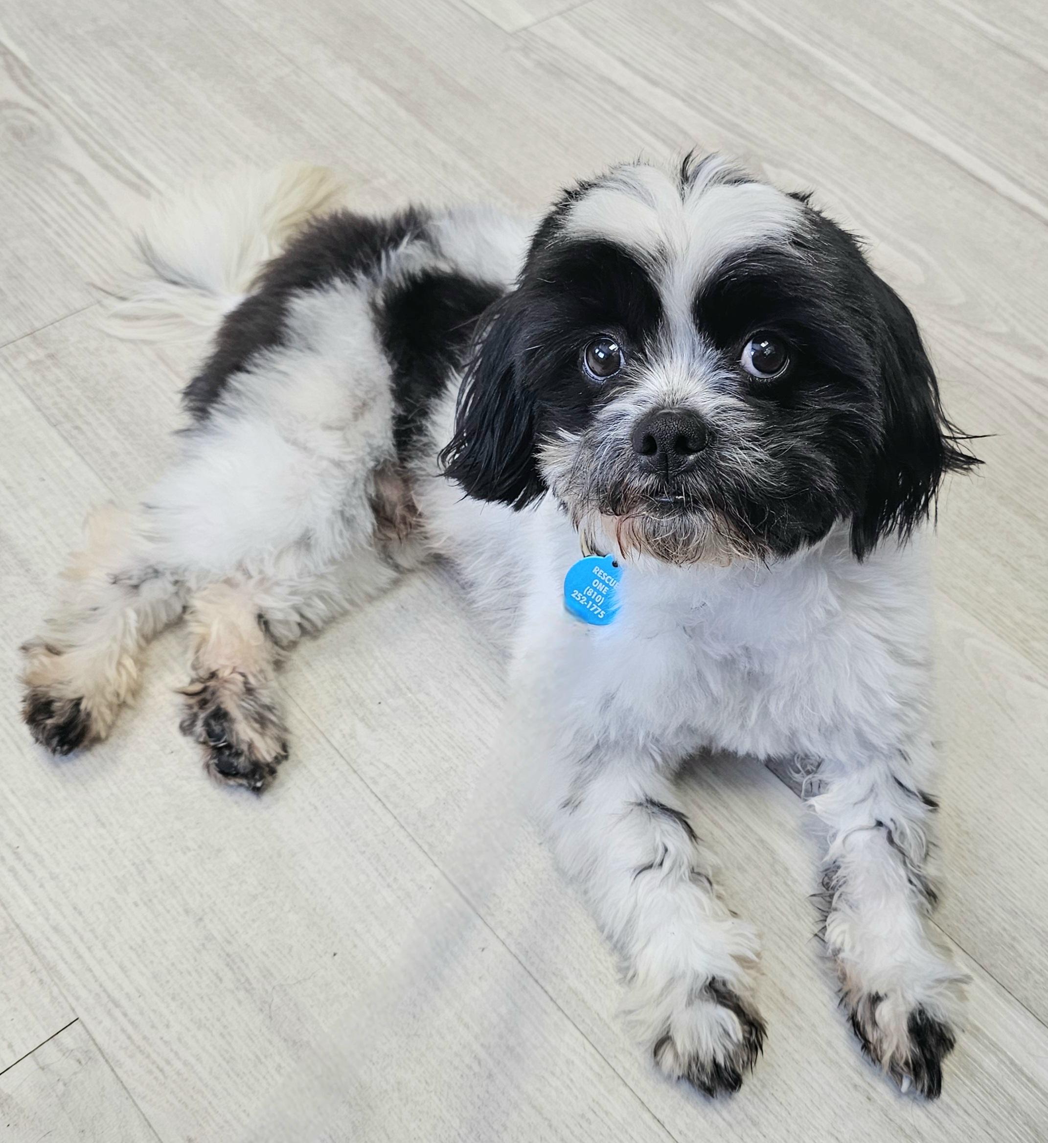 ROCKY, a Adoptable Shih Tzu in Fenton, MI image 2/6