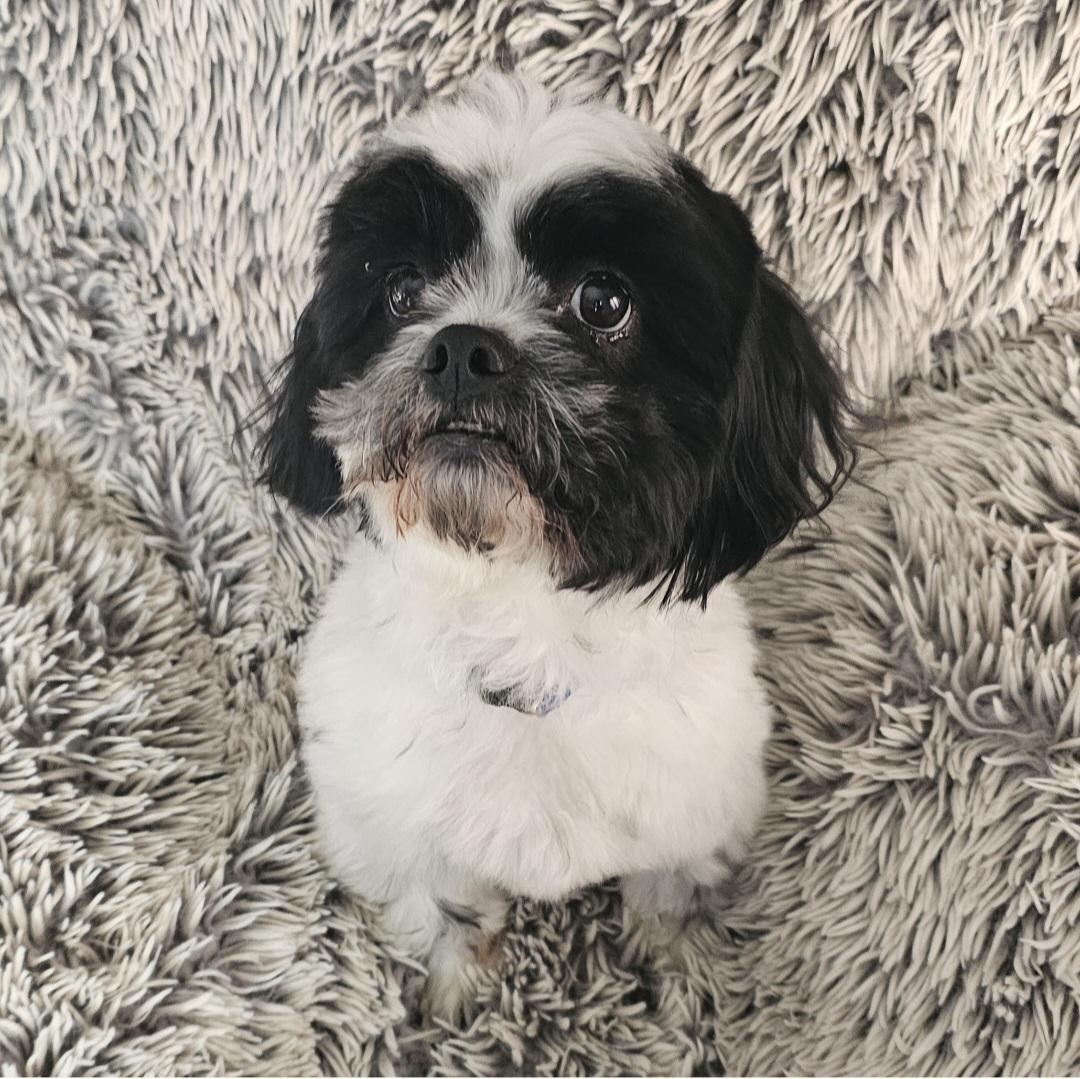 ROCKY, a Adoptable Shih Tzu in Fenton, MI image 3/6