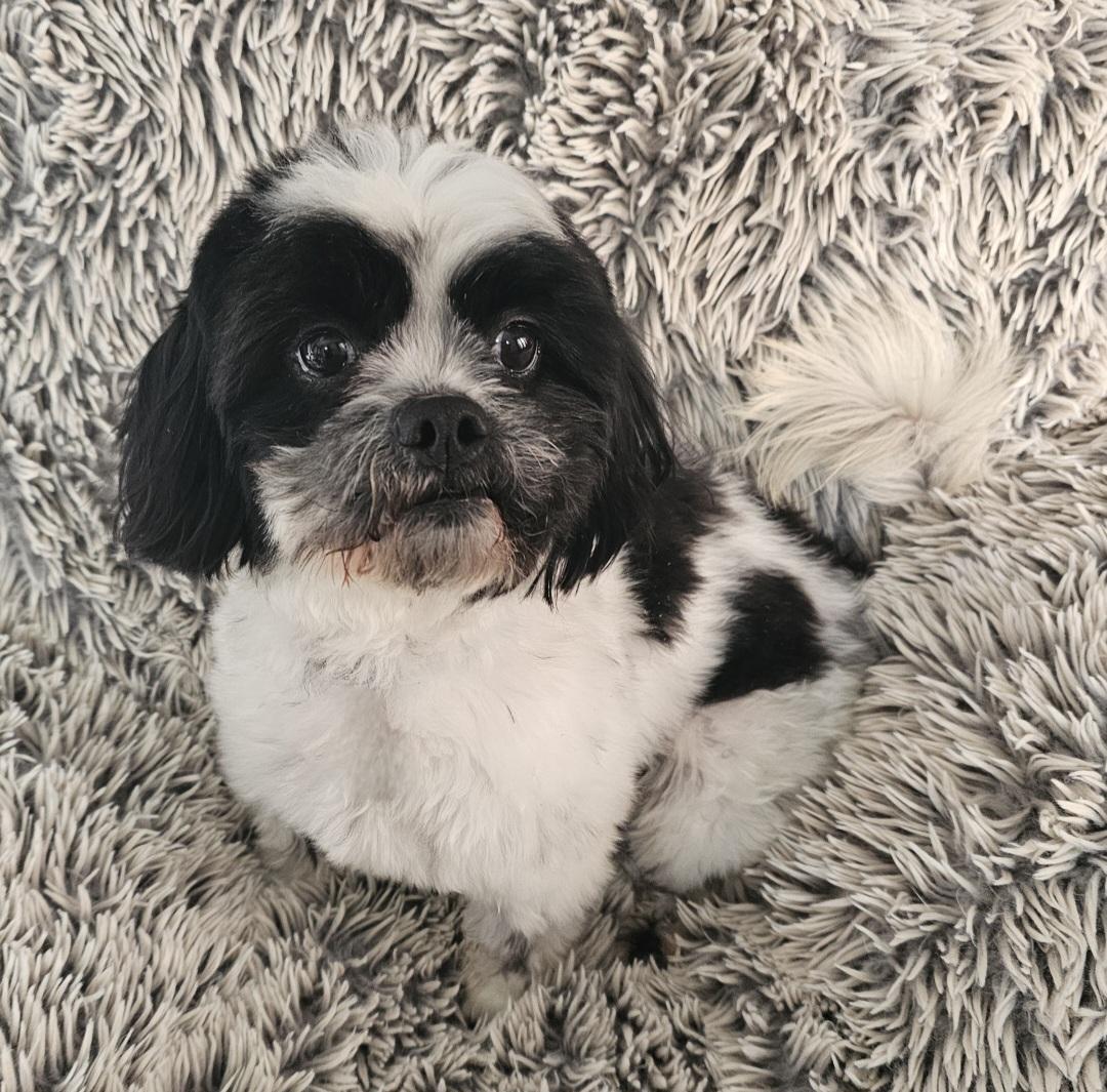 ROCKY, a Adoptable Shih Tzu in Fenton, MI image 6/6