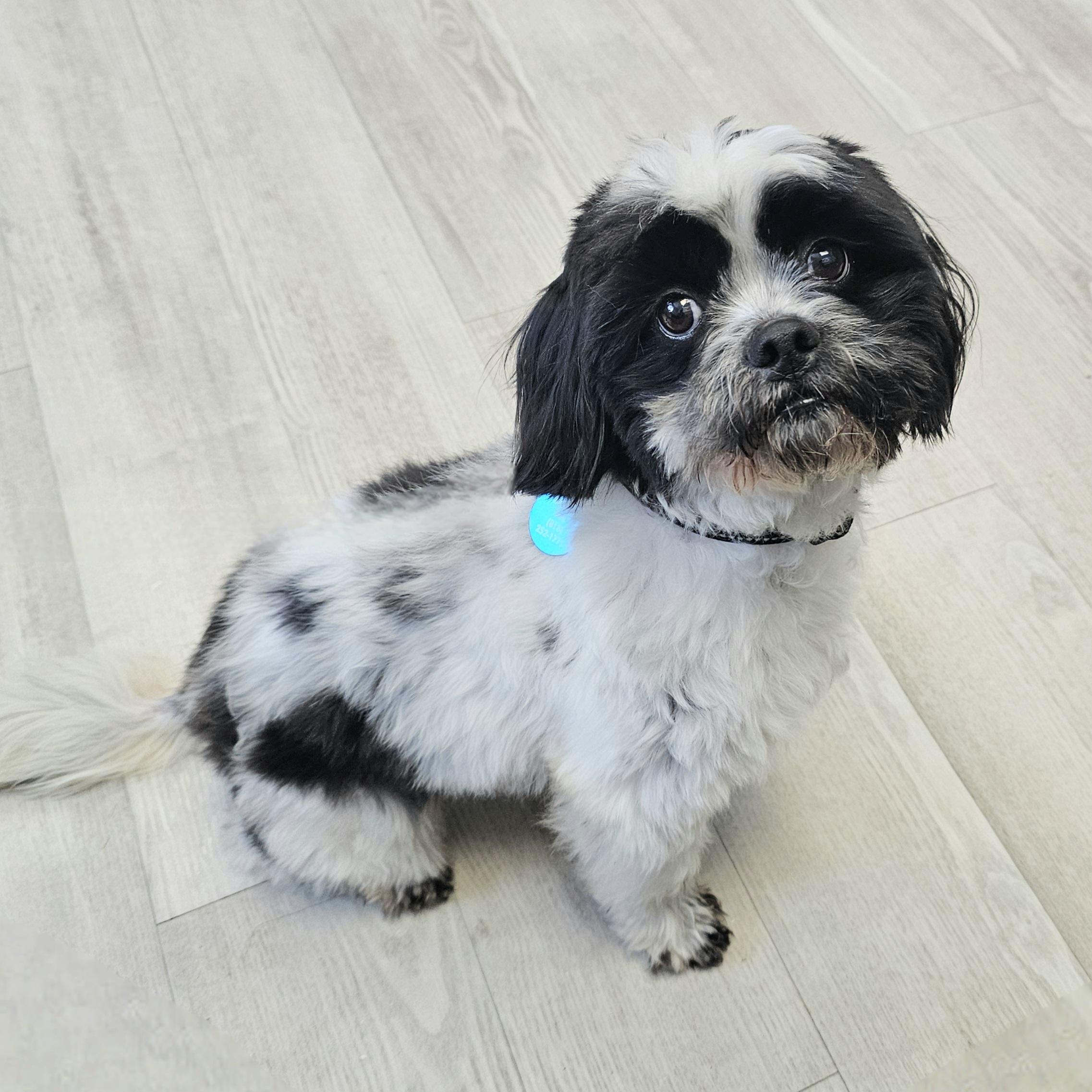 ROCKY, a Adoptable Shih Tzu in Fenton, MI image 5/6