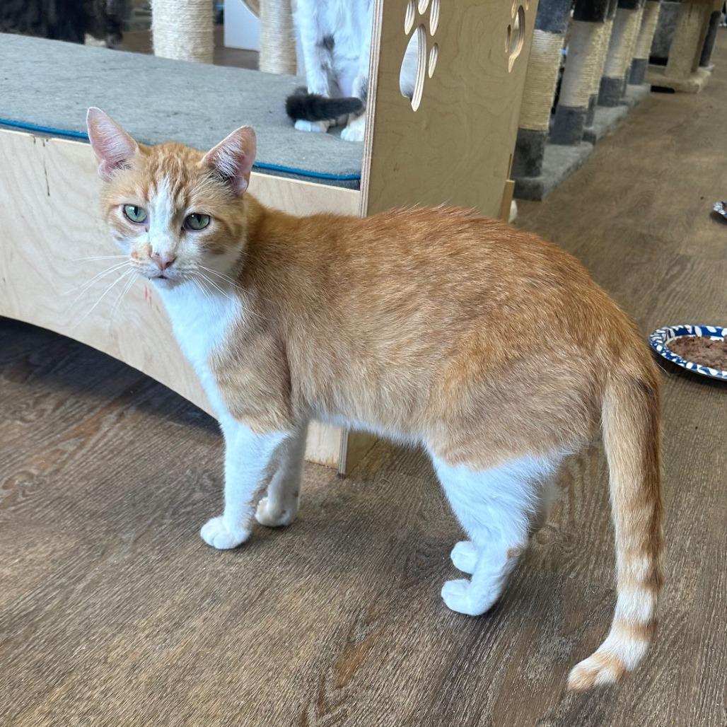 Enlarge Cheerio, a Adoptable Domestic Short Hair in Midland, TX image 1/3