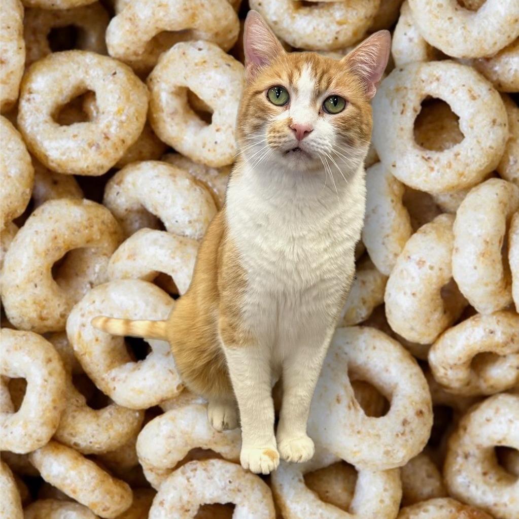 Enlarge Cheerio, a Adoptable Domestic Short Hair in Midland, TX image 2/3