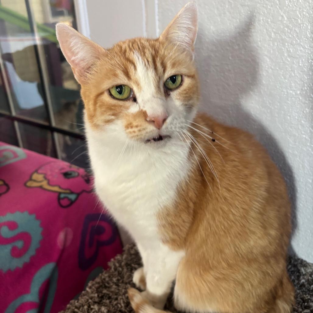 Enlarge Cheerio, a Adoptable Domestic Short Hair in Midland, TX image 3/3