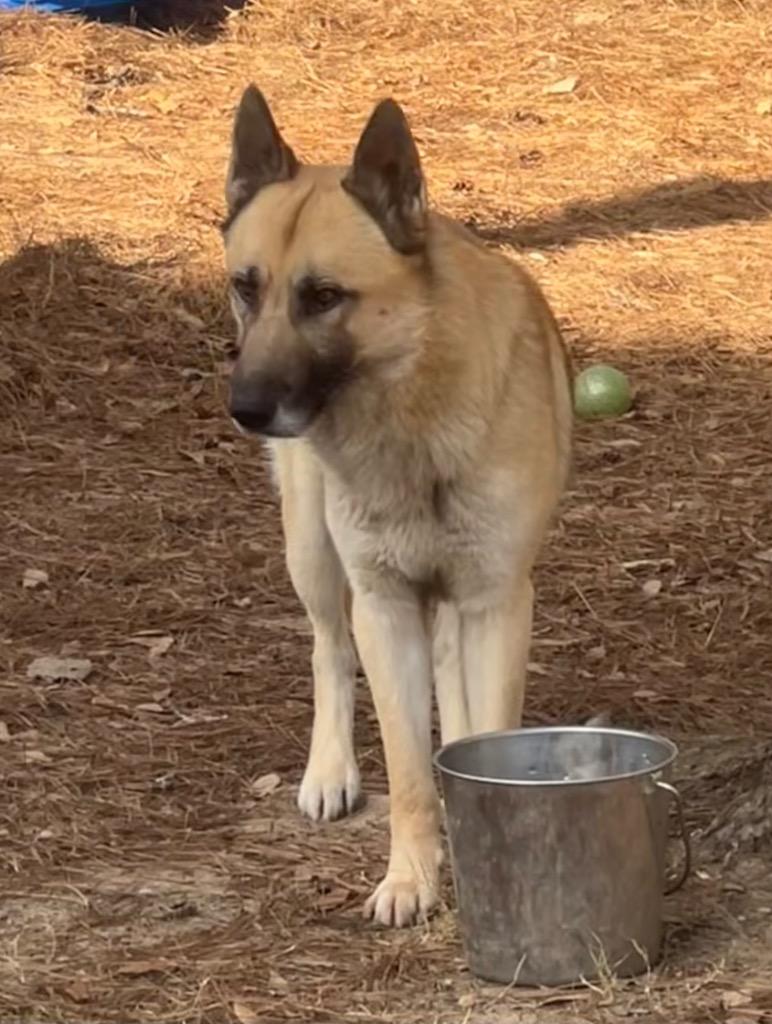 Enlarge Pretzel, a Adoptable German Shepherd Dog in Little Rock, AR image 1/1