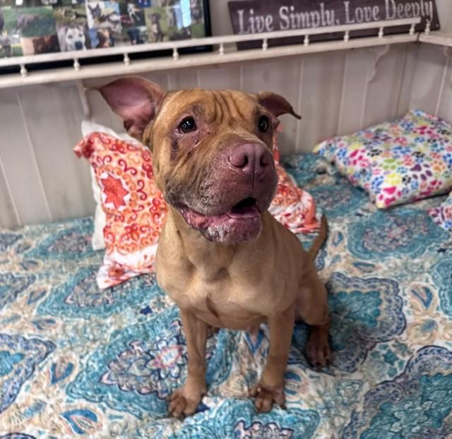 JADE, Adoptable, Adult Female Shar-Pei & Mixed Breed.