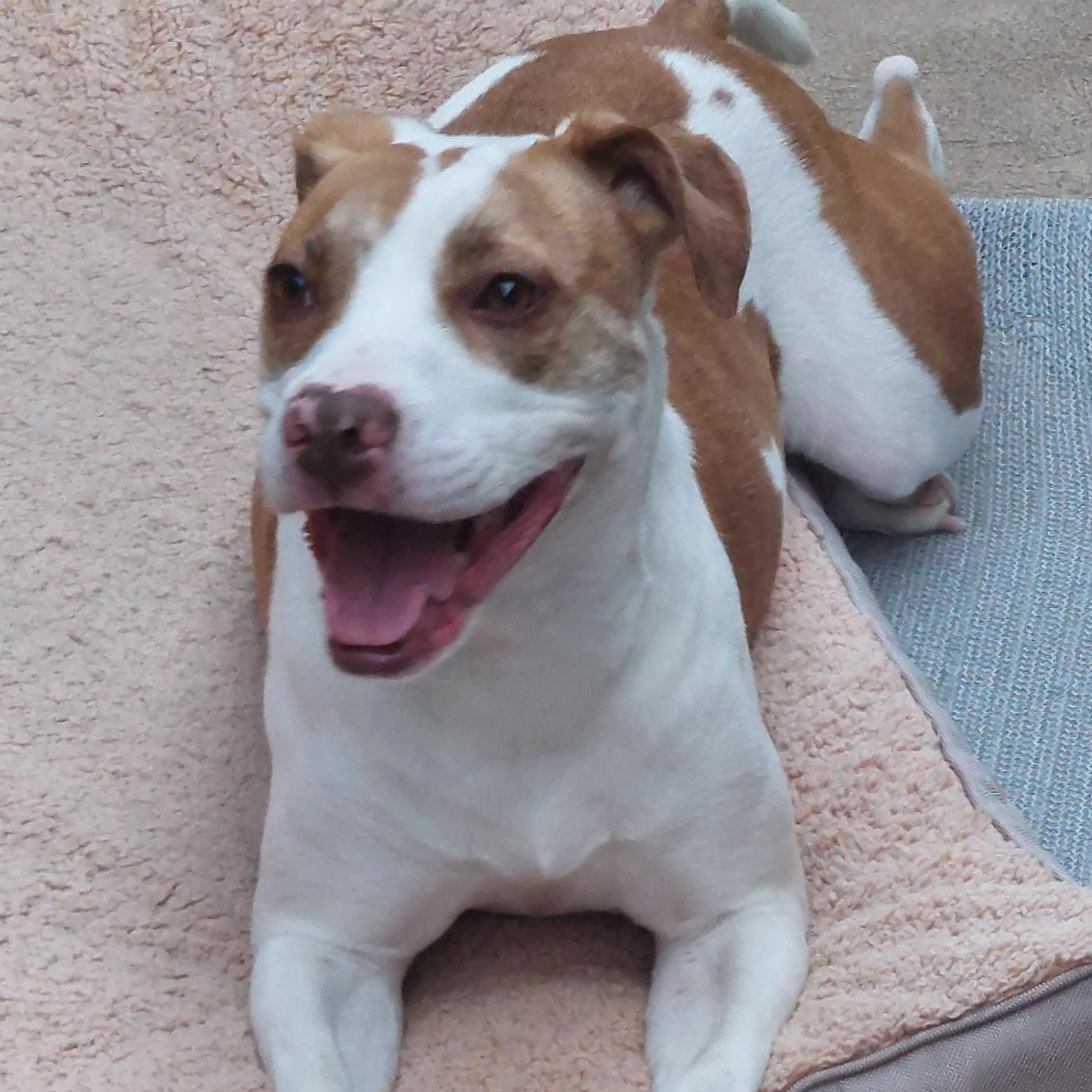 Enlarge Bridget, an adopted mixed breed in Philadelphia , PA image 3/4