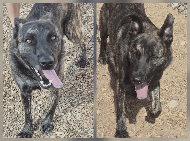 BOY, Adoptable, Young Male Dutch Shepherd & Mixed Breed.