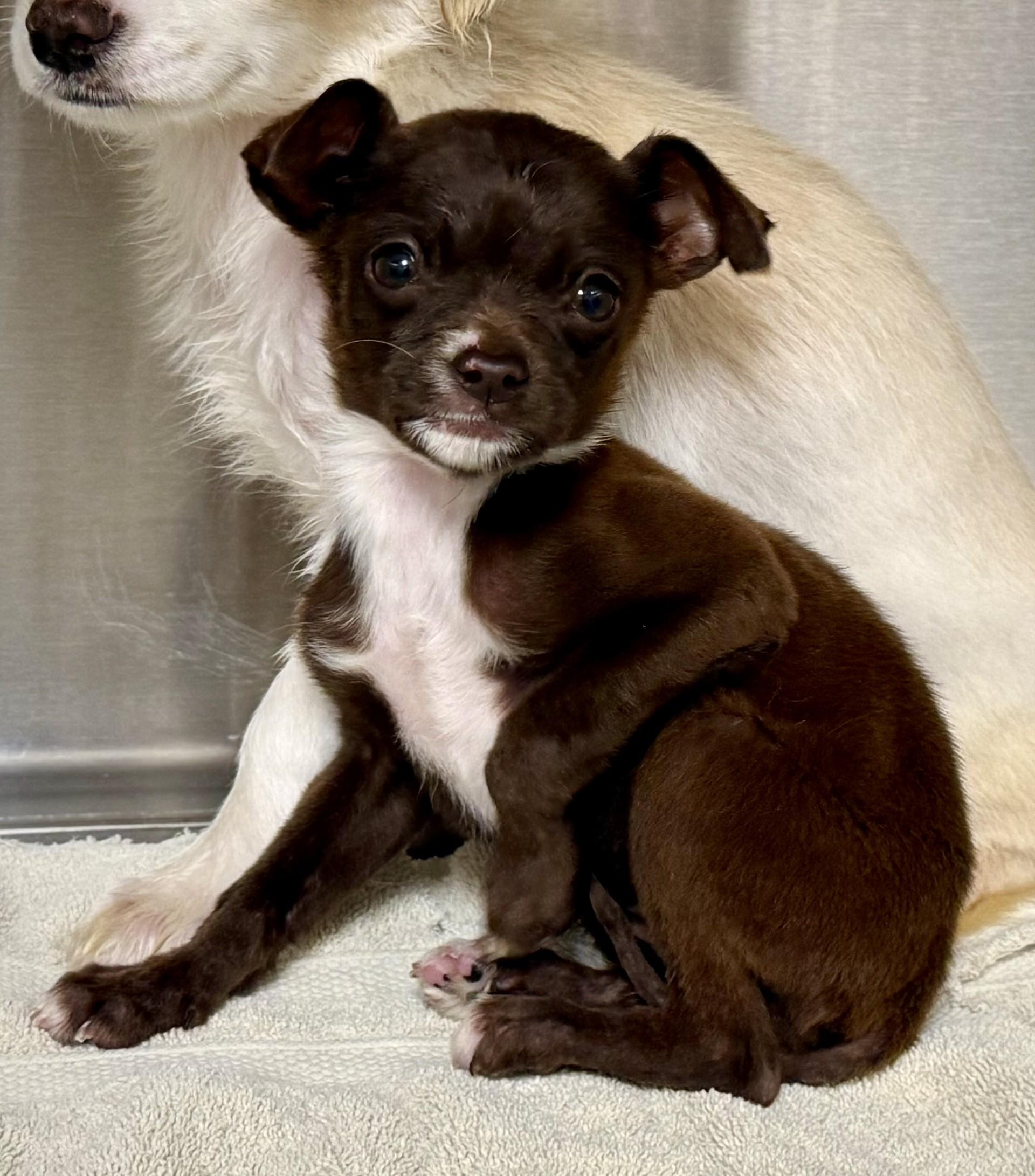 Enlarge Elantra, an adopted mixed breed in Los Alamitos, CA image 1/2