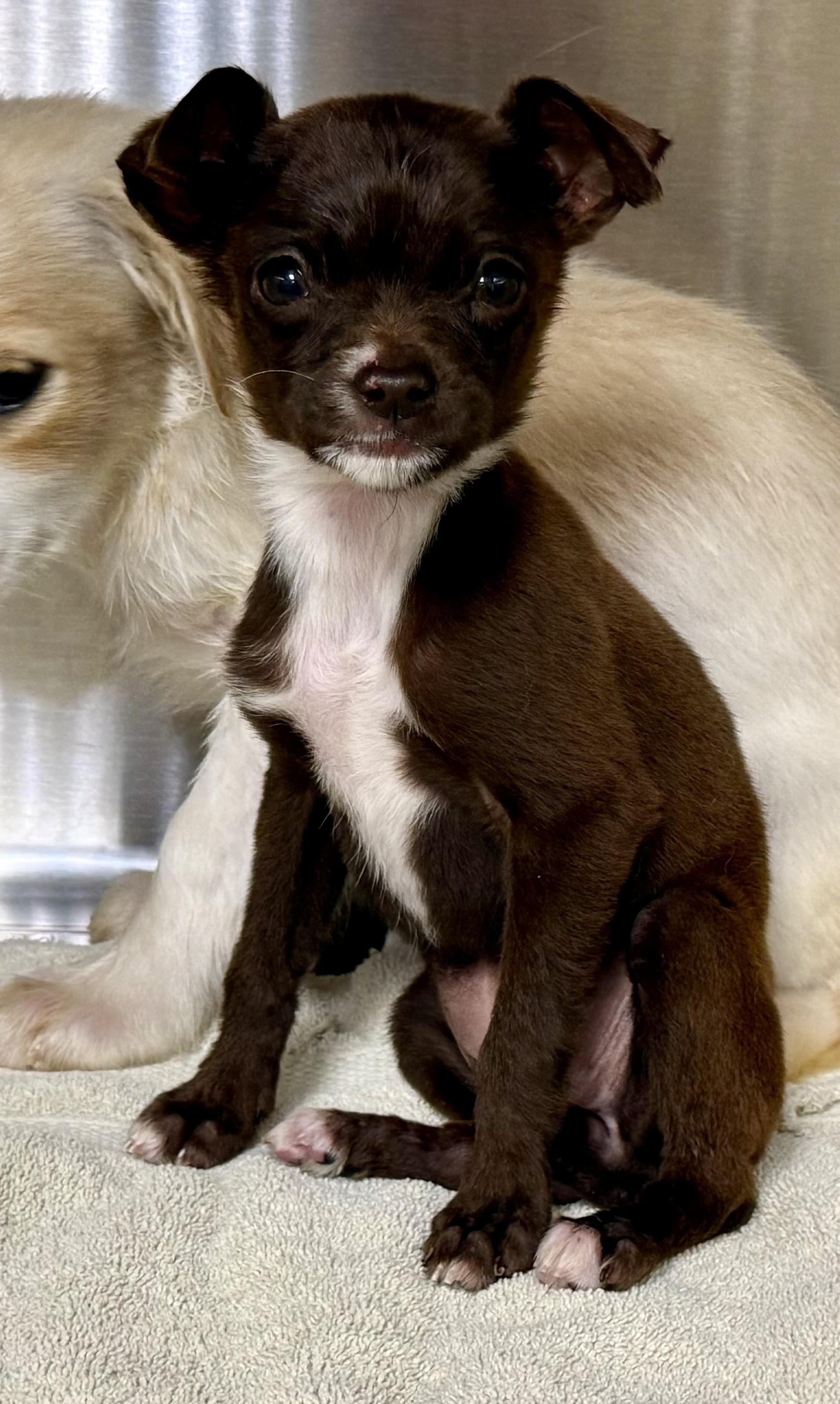 Enlarge Elantra, an adopted mixed breed in Los Alamitos, CA image 2/2