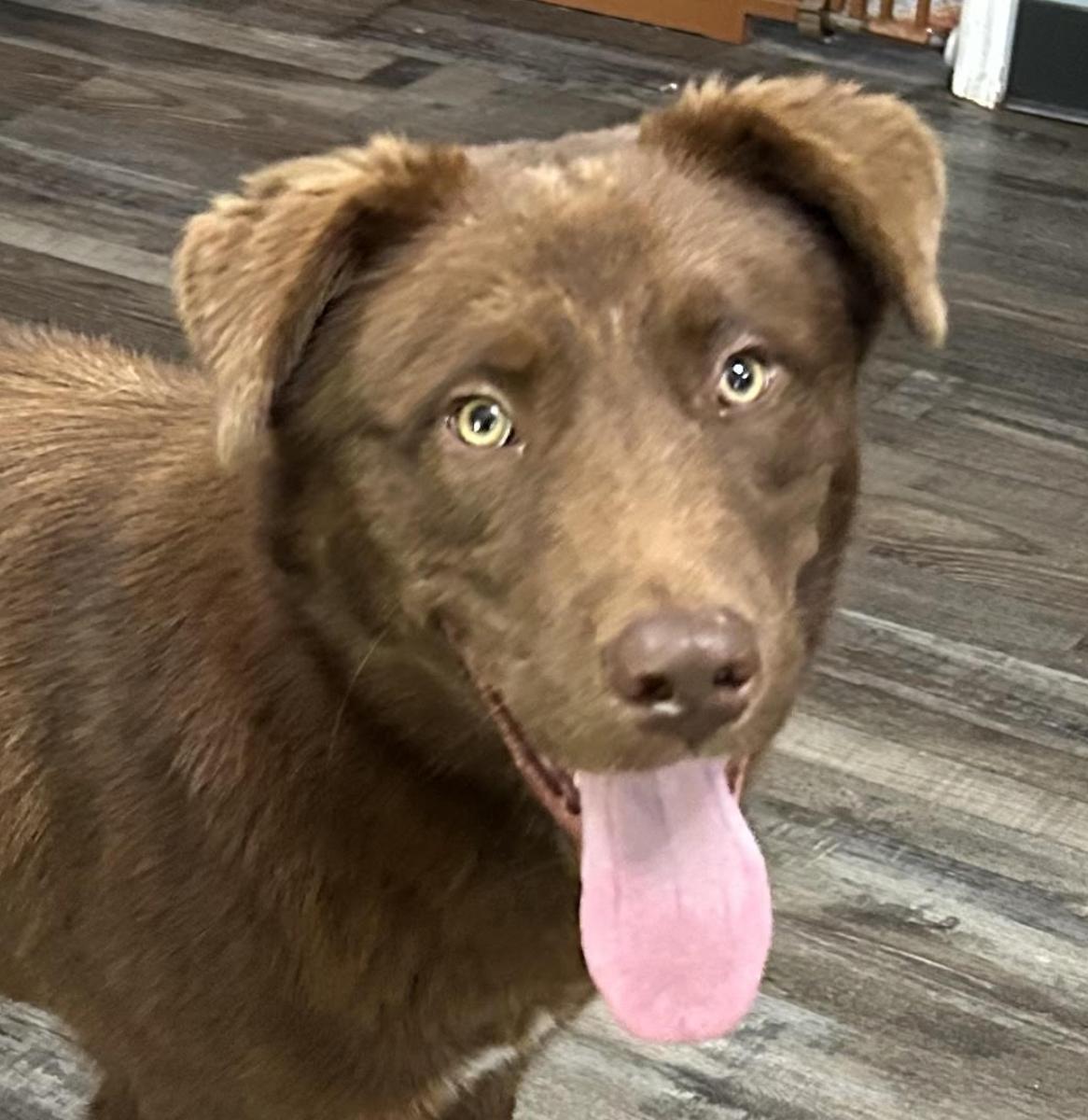 Enlarge Arlo ~ Local Guy, an adopted mixed breed in Andover, MA image 1/6