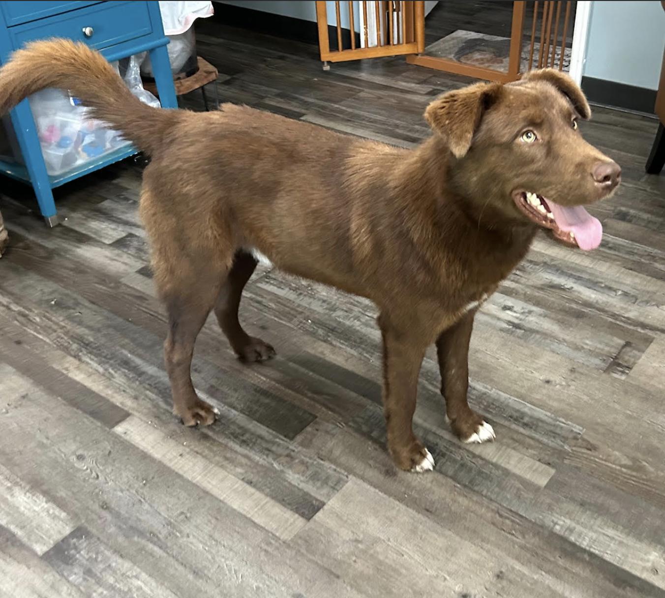 Enlarge Arlo ~ Local Guy, an adopted mixed breed in Andover, MA image 2/6