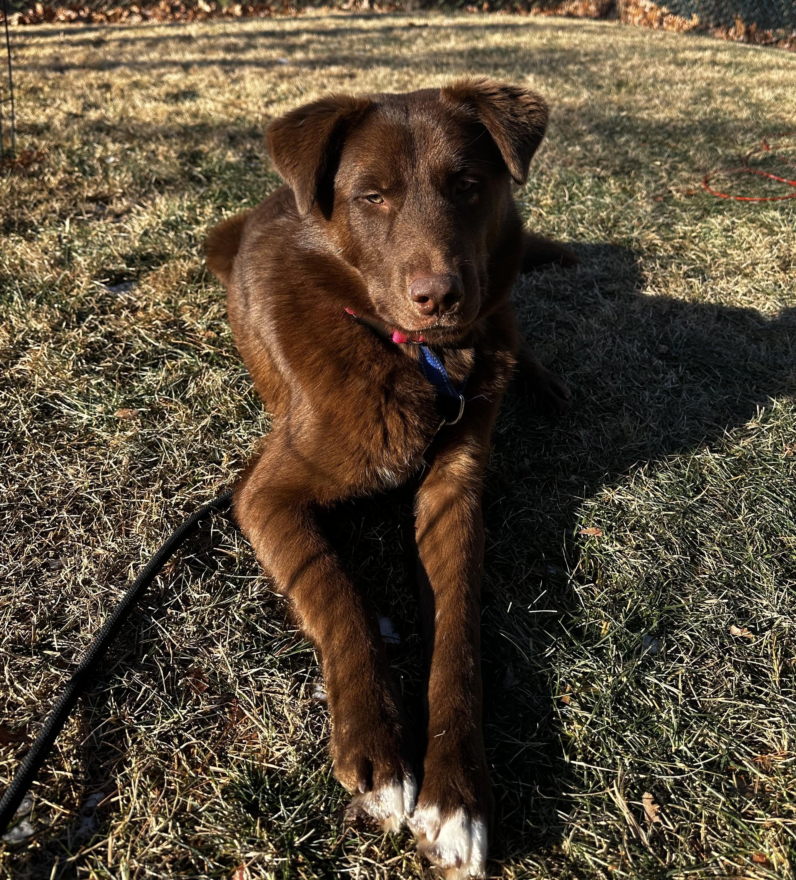 Enlarge Arlo ~ Local Guy, an adopted mixed breed in Andover, MA image 6/6